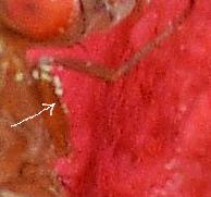 Drosophila immigrans